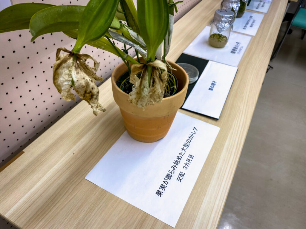 第52回埼玉洋らん展