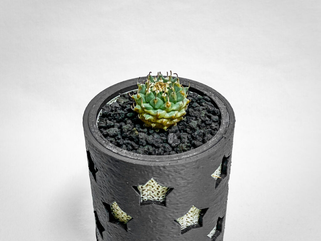 ツルビニカルプス・パナロットイ