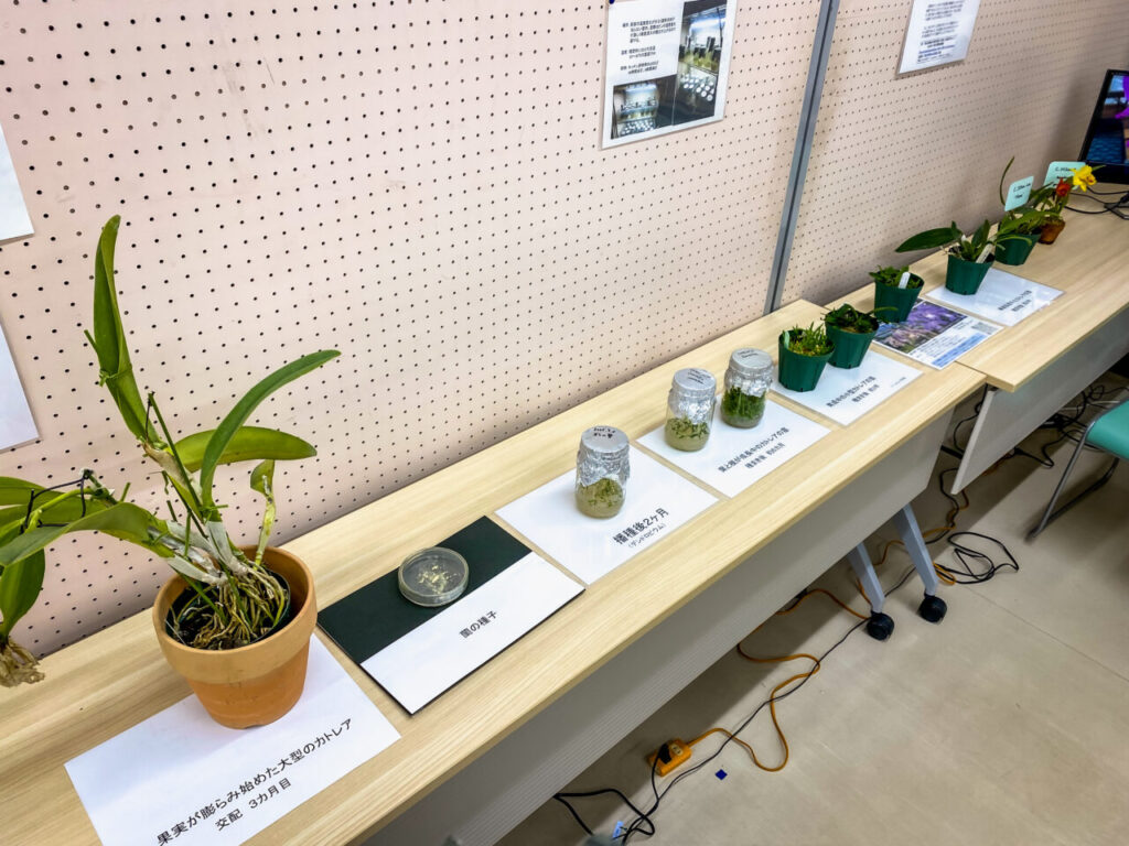 第52回埼玉洋らん展