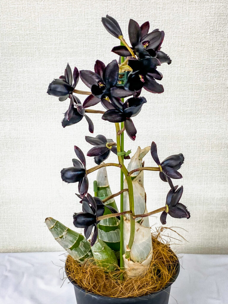 第52回埼玉洋らん展