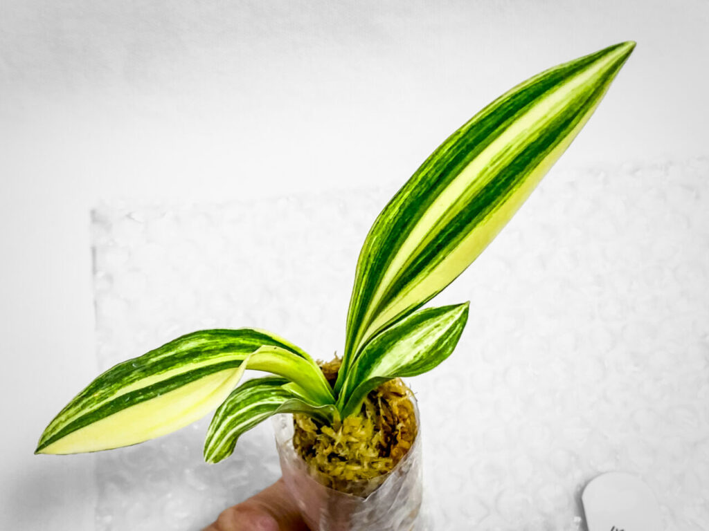 万年青実生株その1