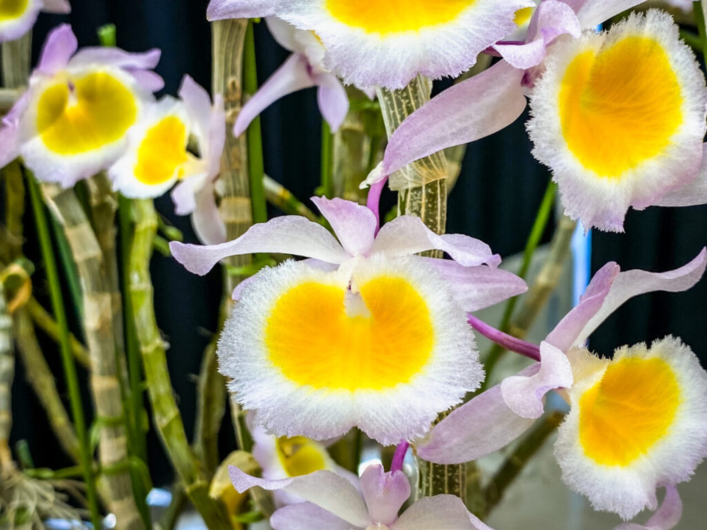 第52回埼玉洋らん展