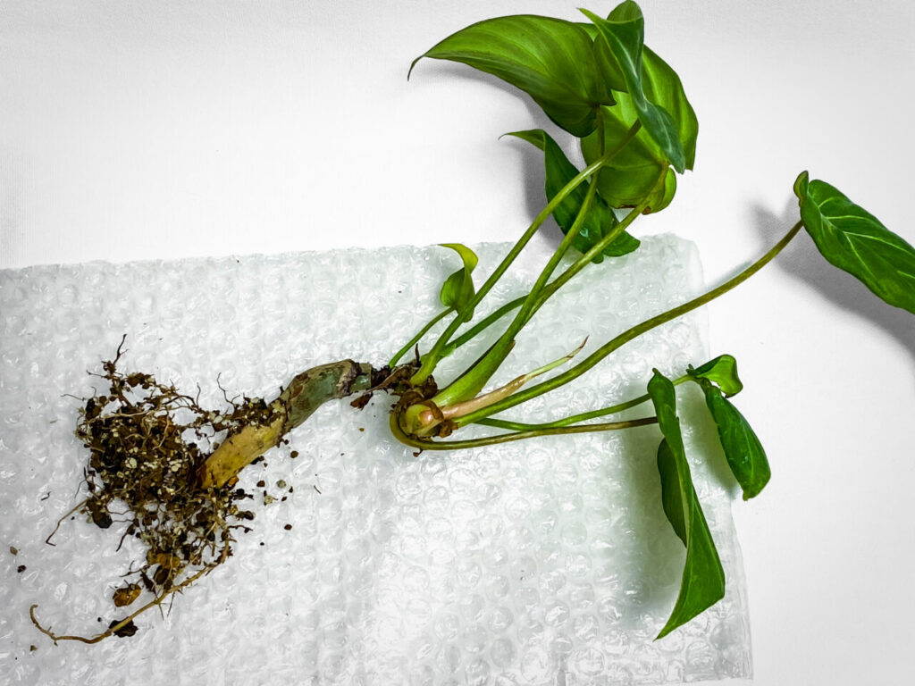 フィロデンドロン・グロリオーサム