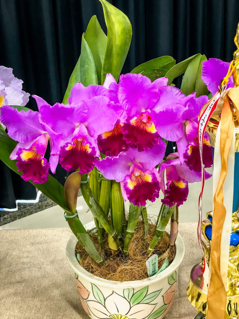 第52回埼玉洋らん展