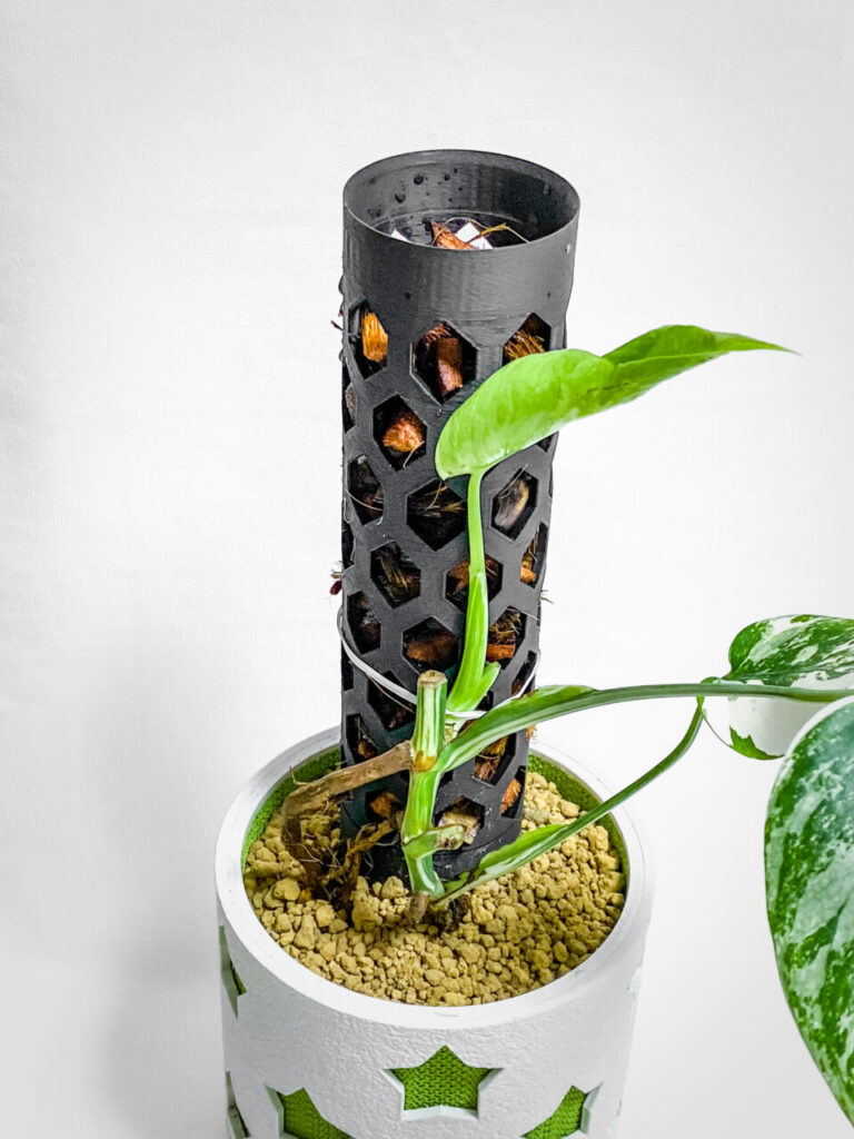 モンステラ・ボルシギアナ’ホワイトタイガー’