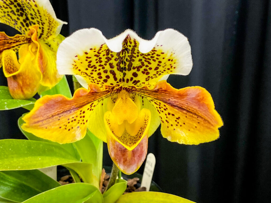 第52回埼玉洋らん展