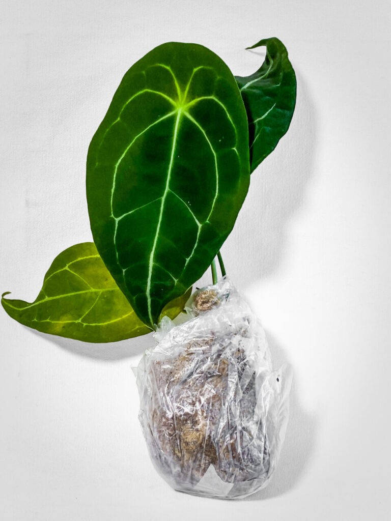 サンシャインシティ世界のらん展2026購入品：アンスリウム・フォルゲッティー