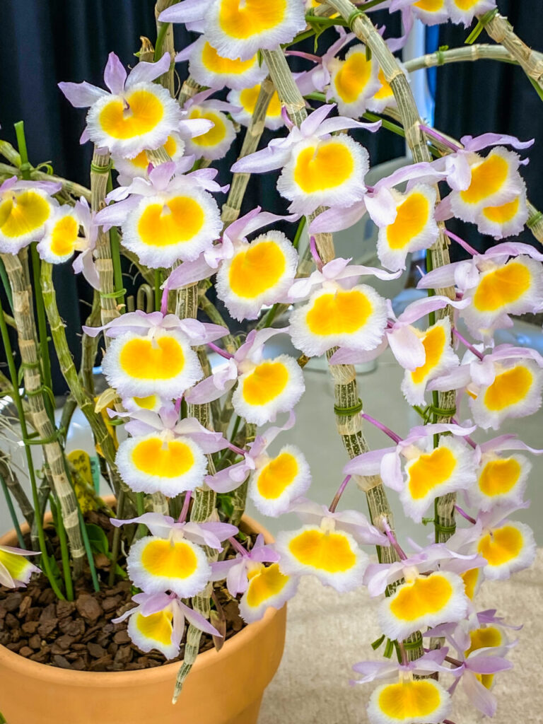 第52回埼玉洋らん展