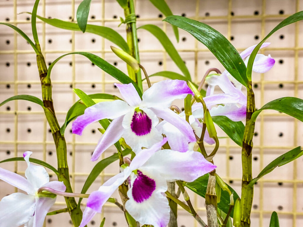 第52回埼玉洋らん展