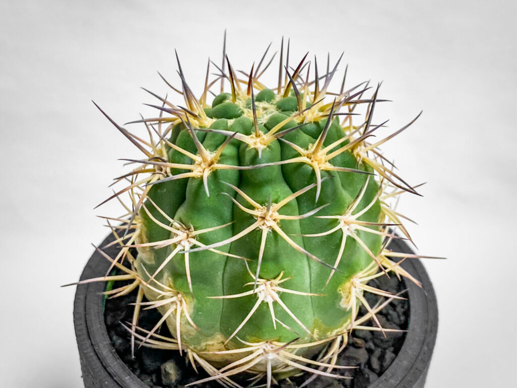 アカントカリキウム・ブレビスピヌム