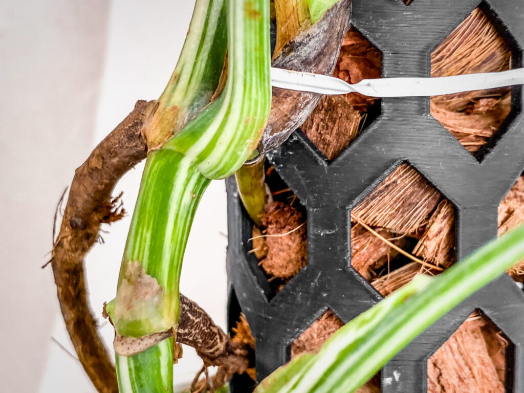 モンステラ・ボルシギアナ’ホワイトタイガー’