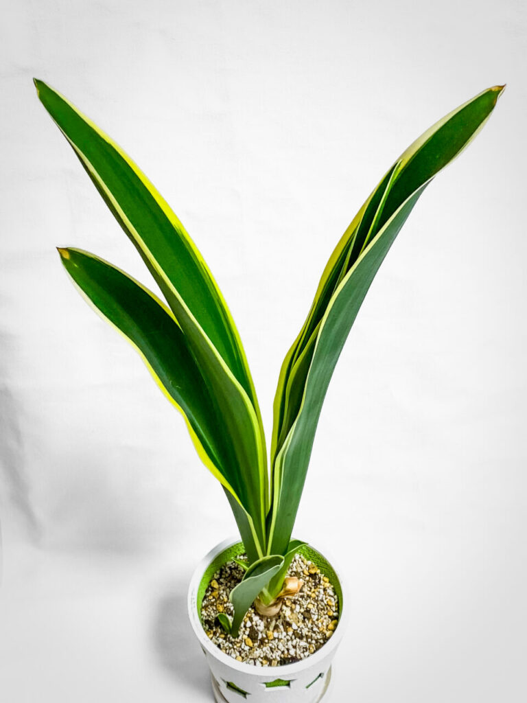 品種不明の万年青