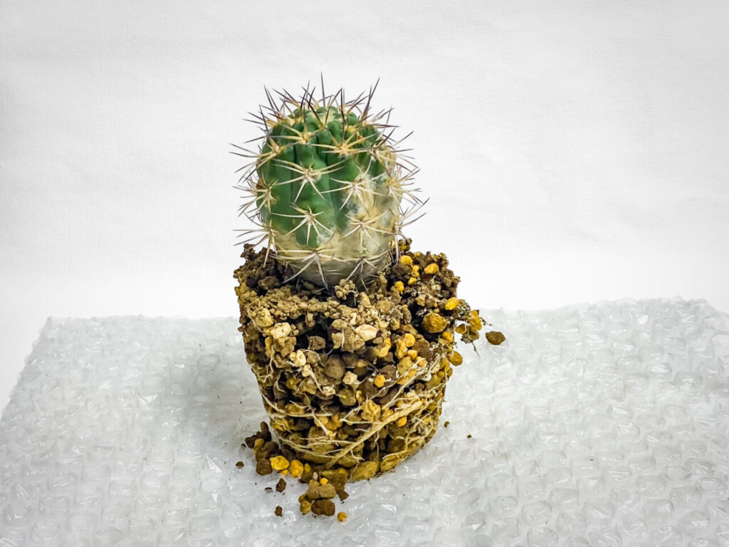 アカントカリキウム・ブレビスピヌム