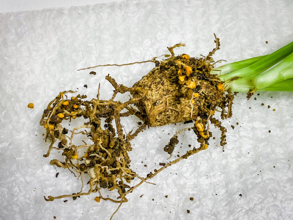 モンステラ・アダンソニー（マドカズラ）ミント斑