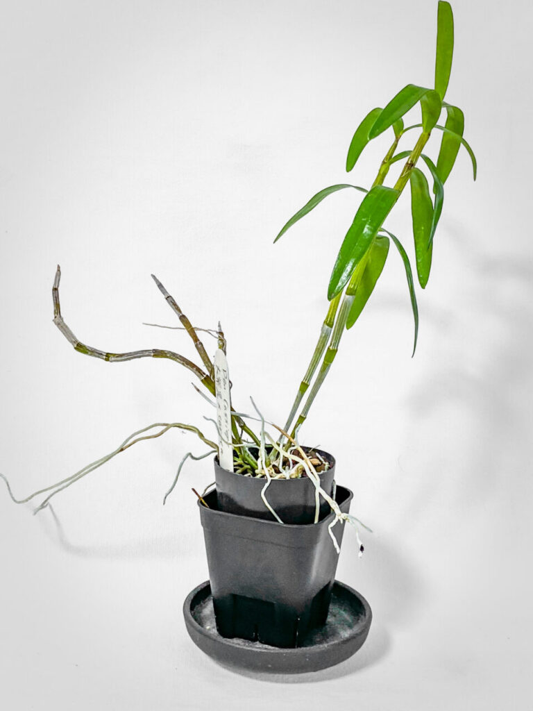 第52回埼玉洋らん展購入品：デンドロビウム・カシオープ