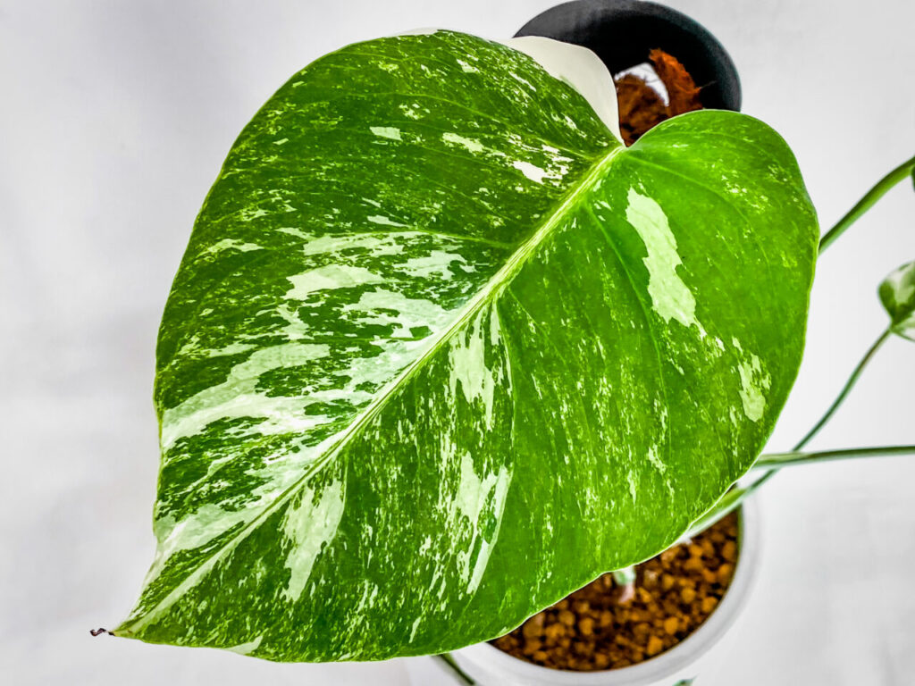 モンステラ・ボルシギアナ’ホワイトタイガー’