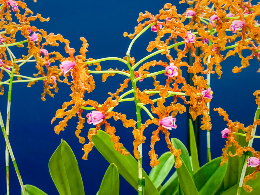 サンシャインシティ世界のらん展2026