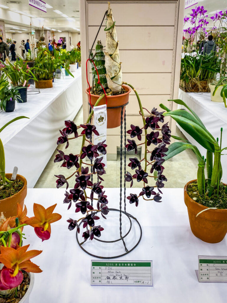 サンシャインシティ世界のらん展2026