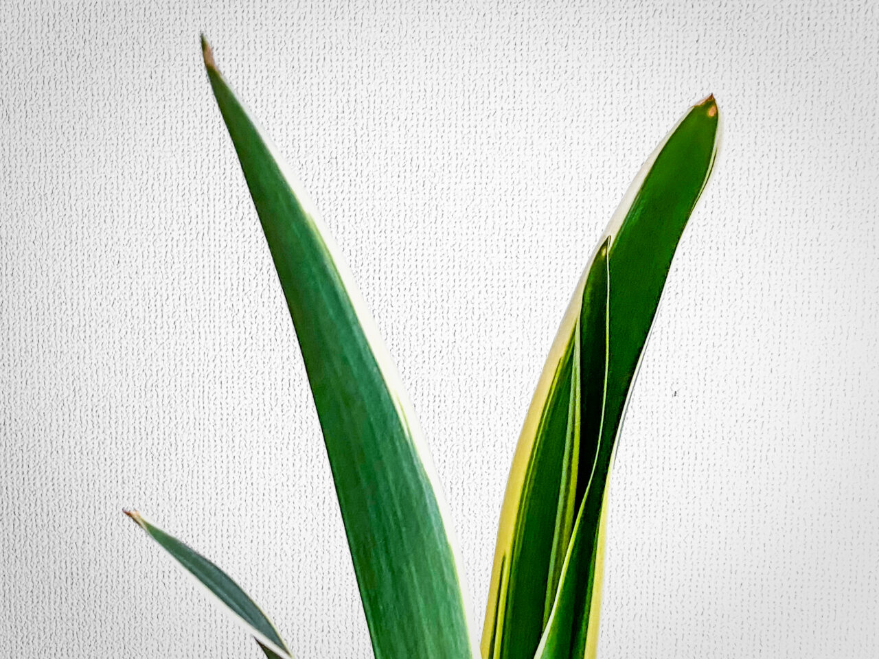 品種不明の万年青