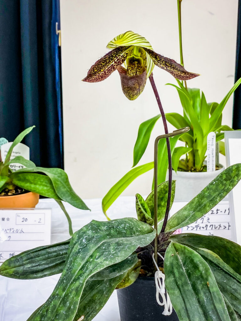 第52回埼玉洋らん展