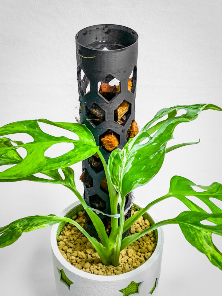 モンステラ・アダンソニー（マドカズラ）ミント斑