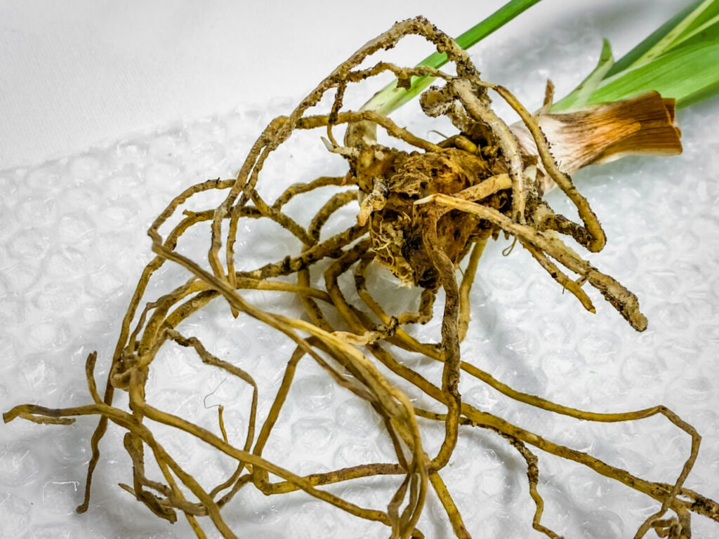 品種不明の万年青