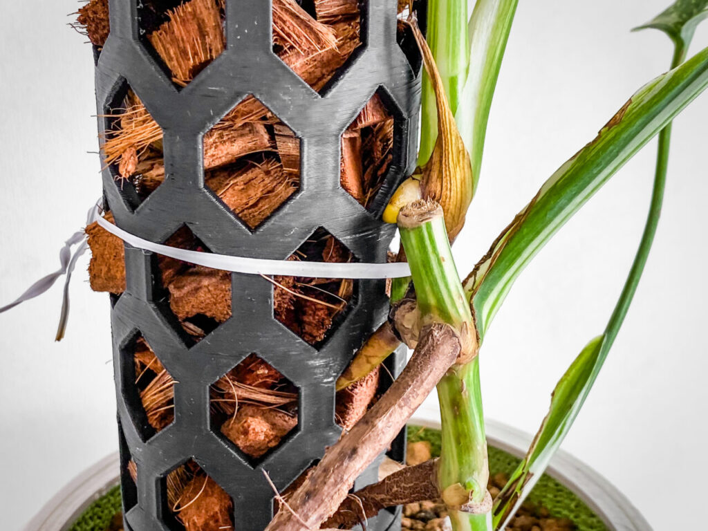 モンステラ・ボルシギアナ’ホワイトタイガー’