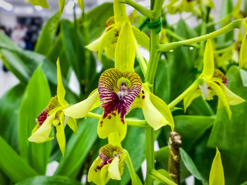 サンシャインシティ世界のらん展2026