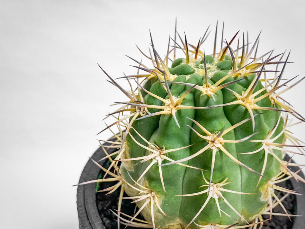 アカントカリキウム・ブレビスピヌム