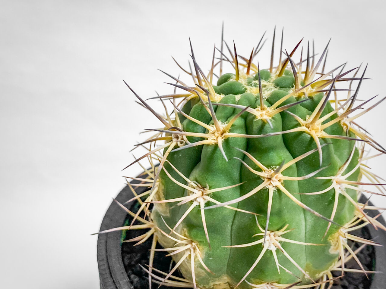 アカントカリキウム・ブレビスピヌム