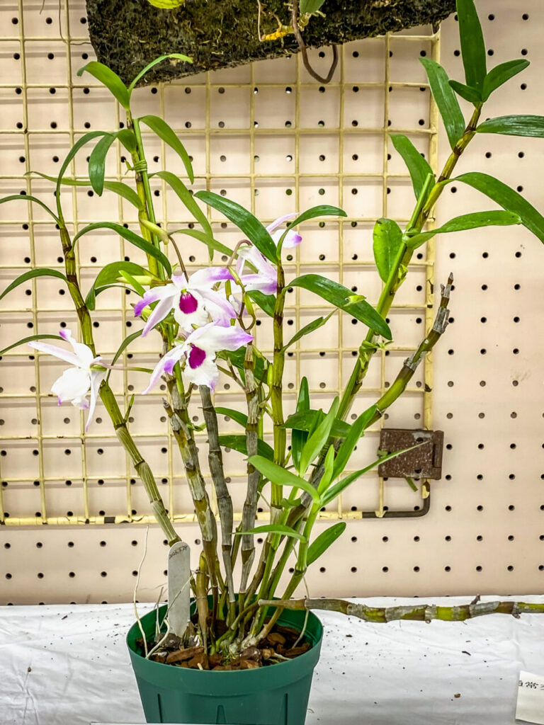 第52回埼玉洋らん展