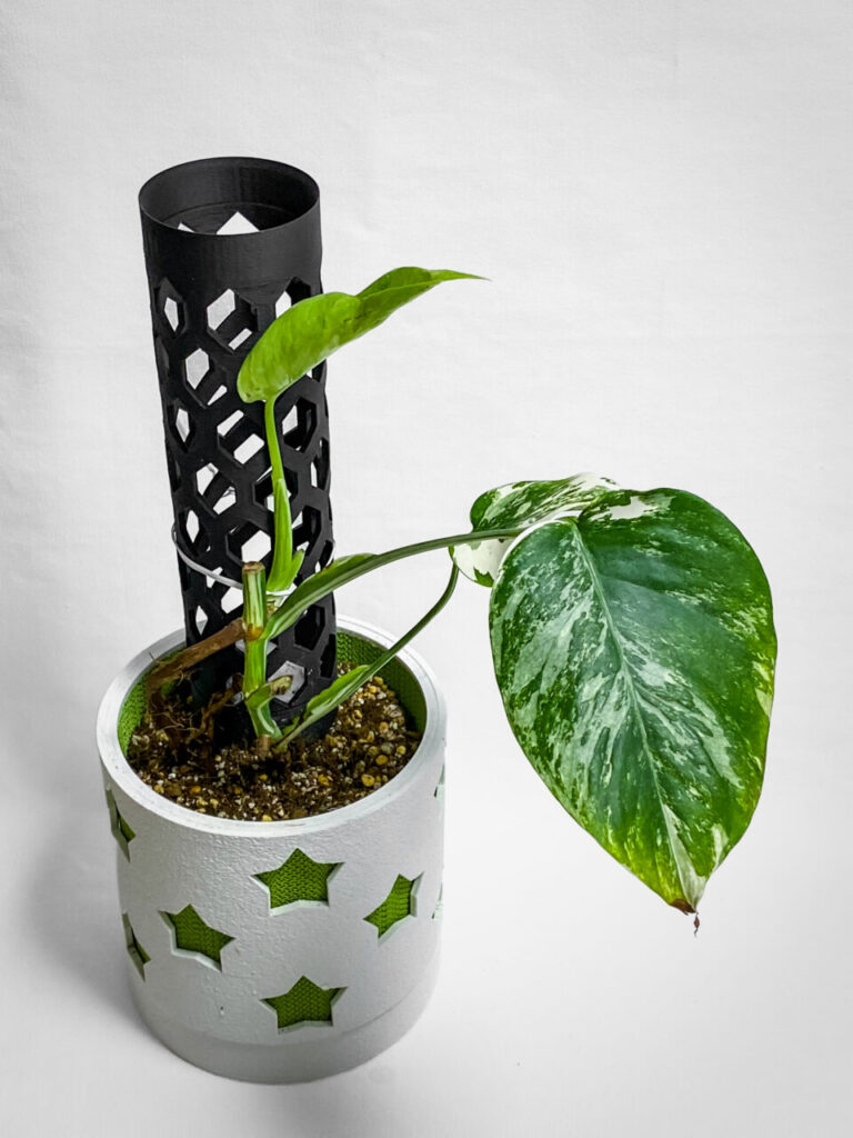 モンステラ・ボルシギアナ’ホワイトタイガー’