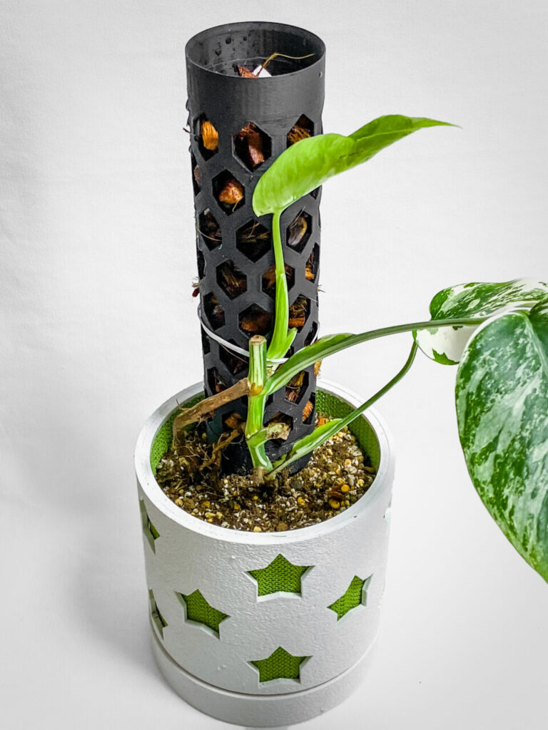 モンステラ・ボルシギアナ’ホワイトタイガー’