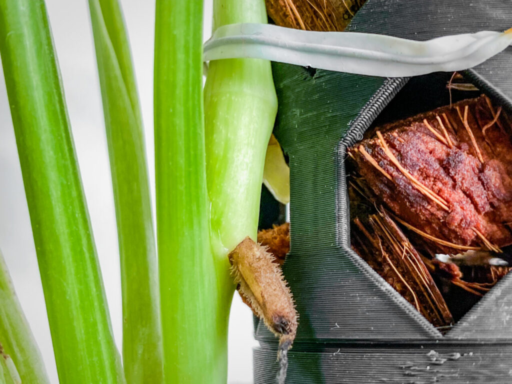 モンステラ・アダンソニー（マドカズラ）ミント斑