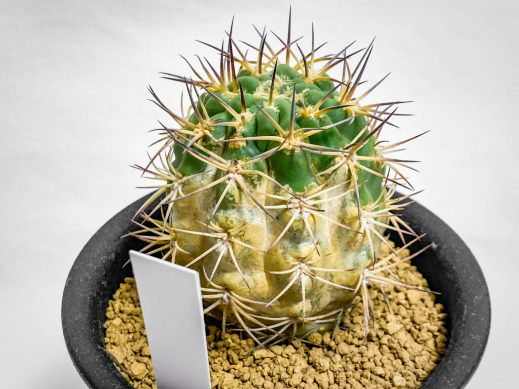 珍種！アカントカリキウム・ブレビスピヌムを植え替えた！！ | もすレコ。