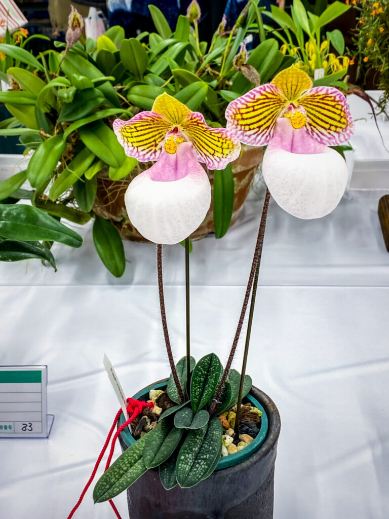 サンシャインシティ世界のらん展2026