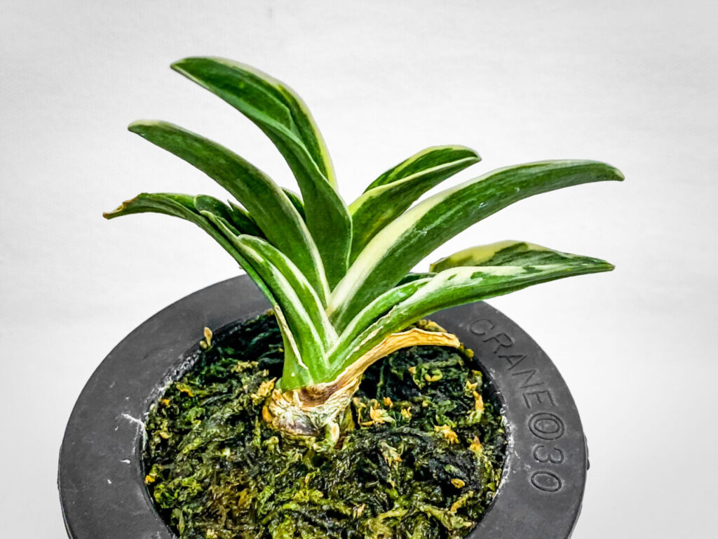 万年青・月光冠