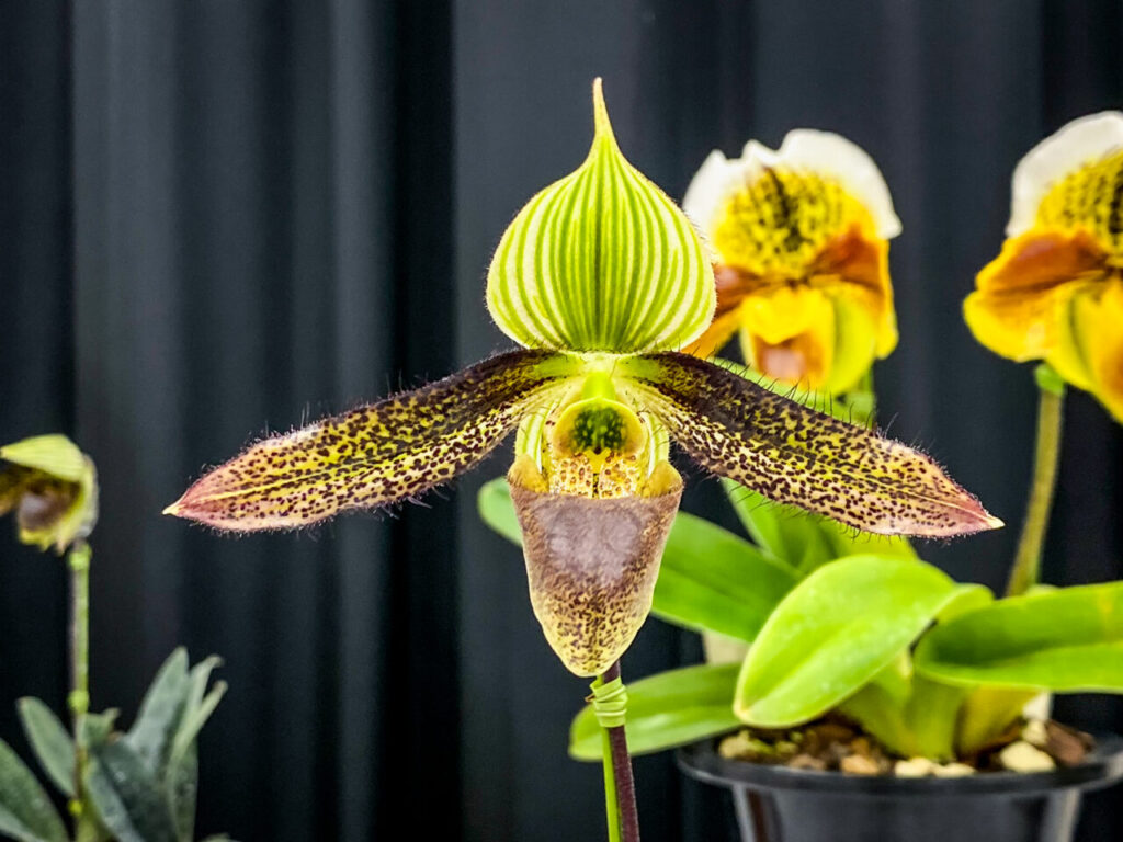 第52回埼玉洋らん展