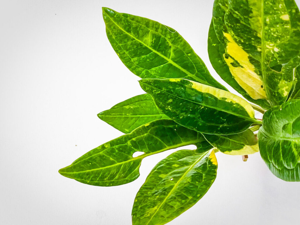 サンシャインシティ世界のらん展2026購入品：アンスリウム・ジェンマニー斑入り