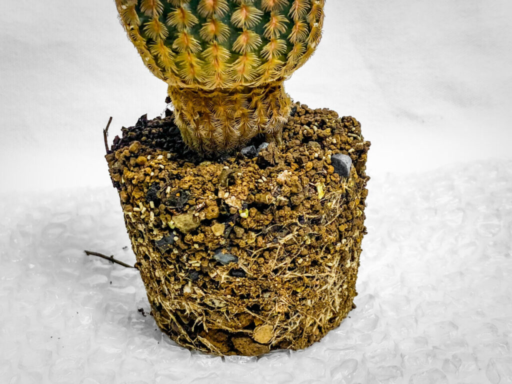 エキノセレウス・紅孔雀