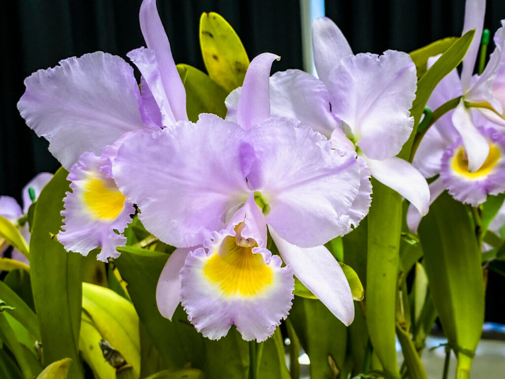 第52回埼玉洋らん展