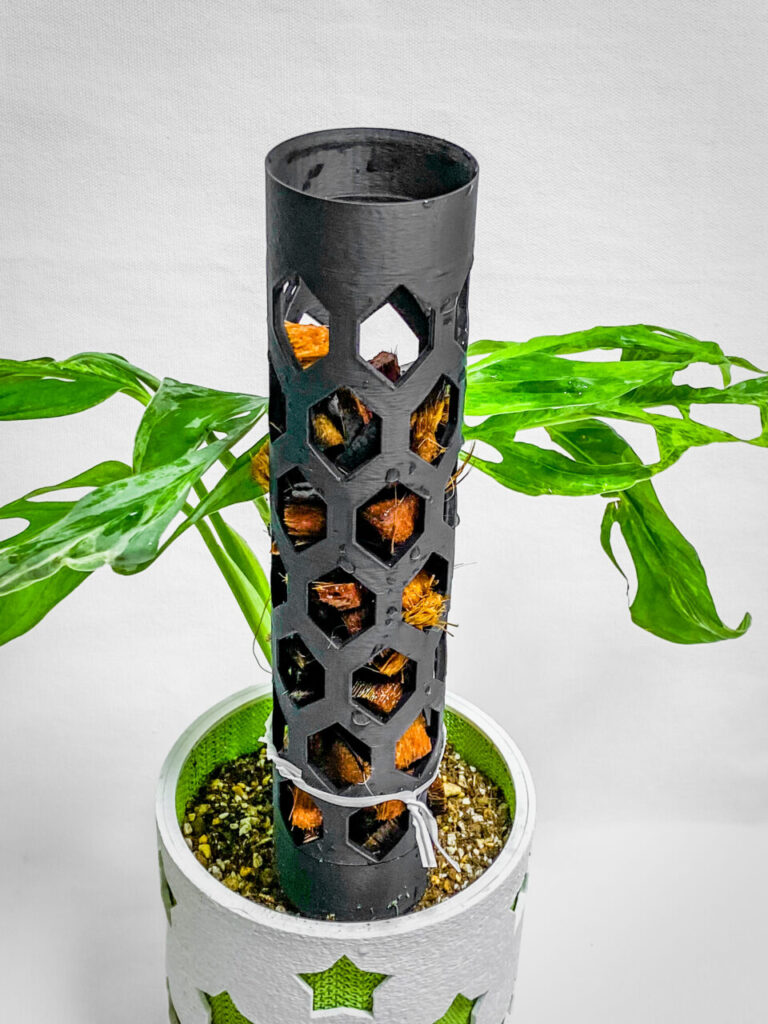 モンステラ・アダンソニー（マドカズラ）ミント斑