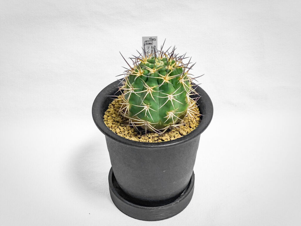 珍種！アカントカリキウム・ブレビスピヌムを植え替えた！！ | もすレコ。