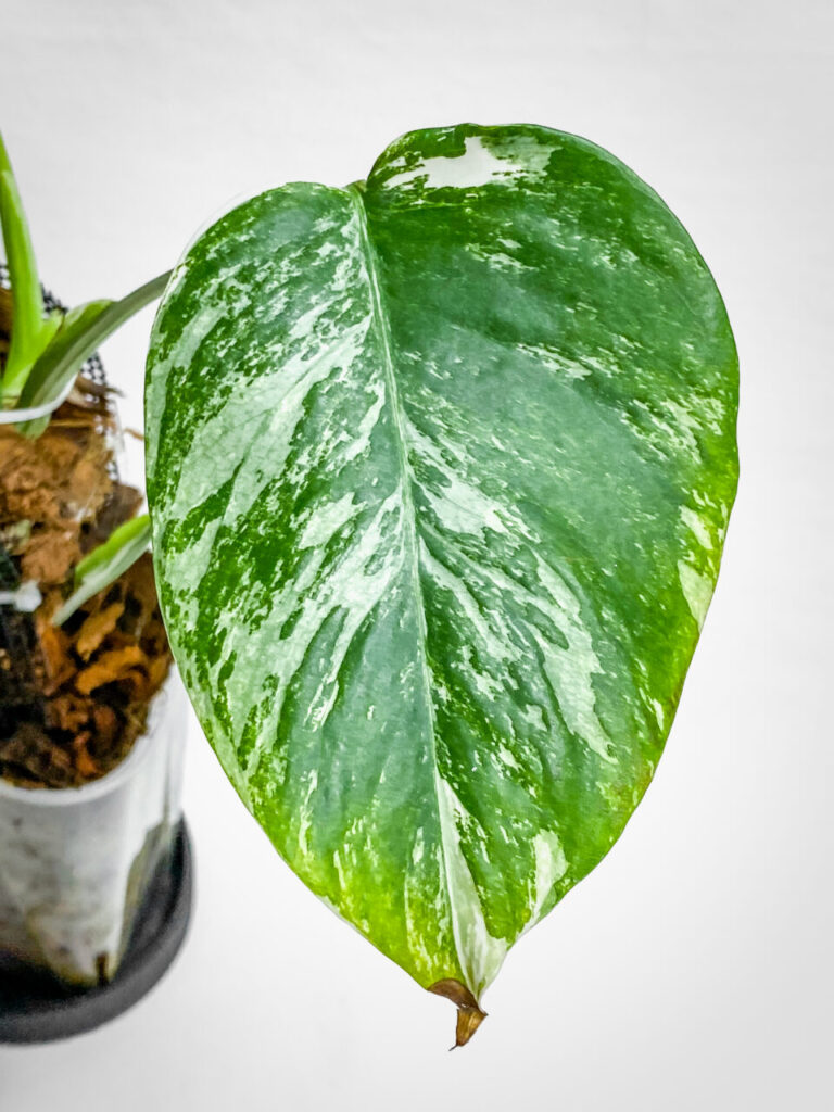 モンステラ・ボルシギアナ’ホワイトタイガー’