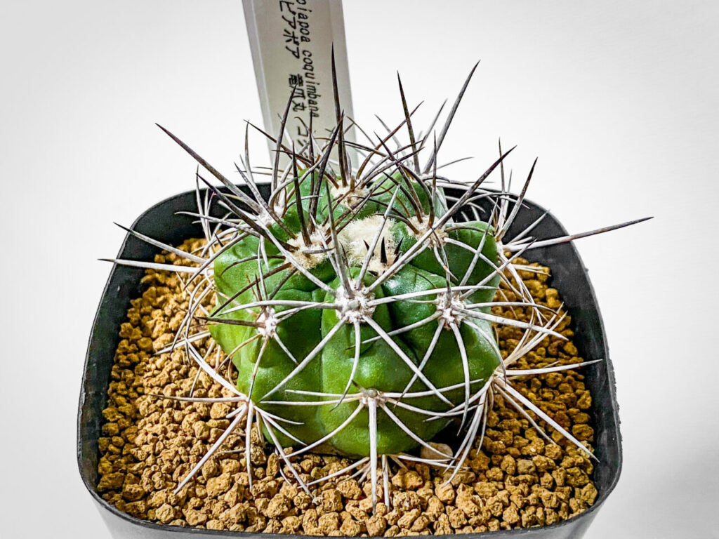 コレクターズプラントフェア購入品:コピアポア・コクインバナ