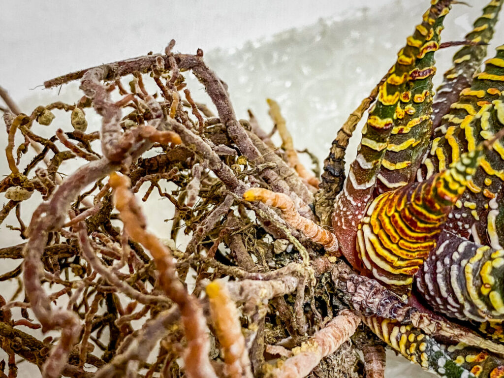 ハオルチオプシス・十二の巻