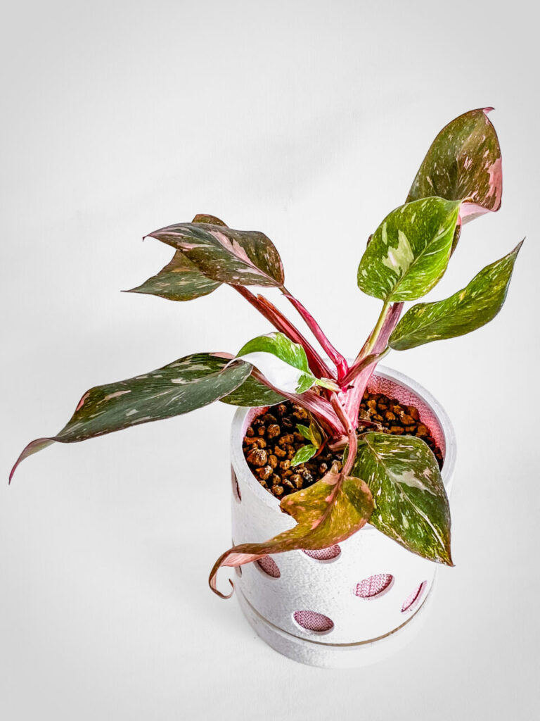 フィロデンドロン・エルベスケンス’ピンクプリンセスギャラクシー’