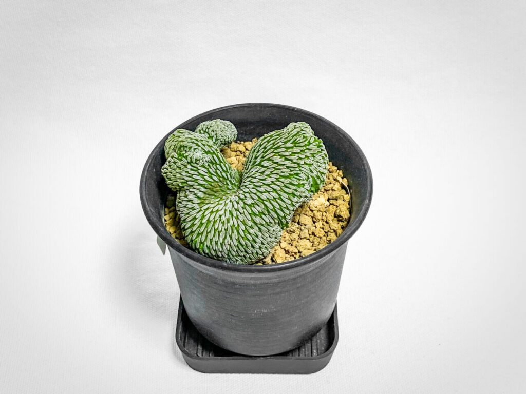 ペレキフォラ・精巧丸綴化