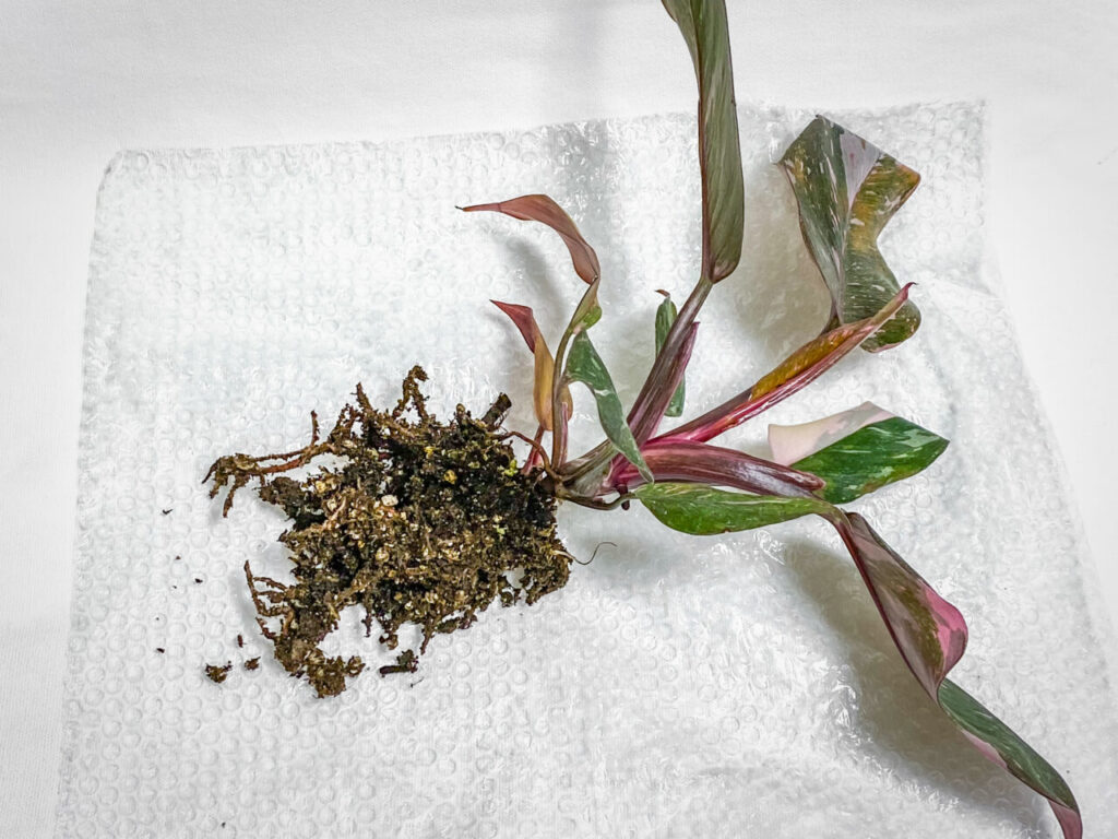 フィロデンドロン・エルベスケンス’ピンクプリンセスギャラクシー’