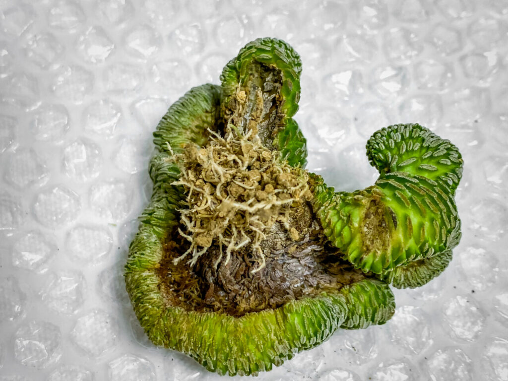 ペレキフォラ・精巧丸綴化